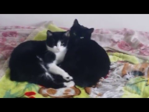 Two cats and one blanket