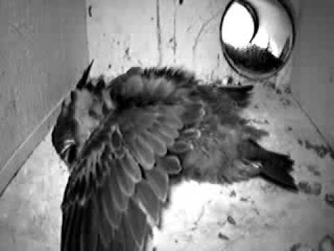 vliegoefeningen 29-6-09