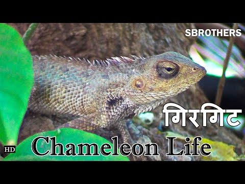 Chameleon | Chameleon Life | Amazing Color Changing Chameleon | Latest Animal Video 2016 | Sbrothers