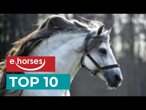 Top 10 Andalusian horses