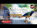 Cuplikan Terbaik Masteran Juwara 2024 Cililin Cucak Cungkok Srigunting Abu Abu
