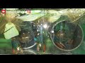 Peluang Budidaya Ikan Hias Di Era Industri 4.0