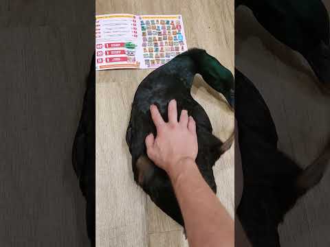 Brzuszek od kaczuszek wybiera Produkciaka za naklejki 😁🦆🥰 #kaczka #kaczor #śmiesznezwierzęta