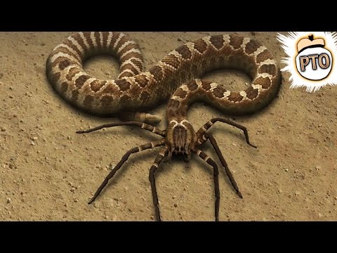 10 Crazy Animal Hybrids That Actually Exist