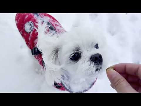 Day in the life of Maltese Dogs during a snowstorm ❄️