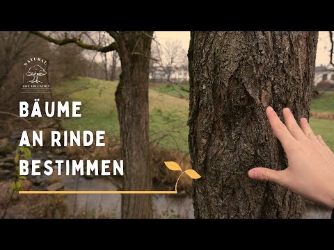 Identifying and recognizing trees by their bark (very easy for beginners) 🌳