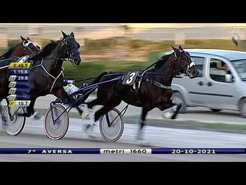 Aversa trotto 20 Ottobre 2021 - 7° Corsa