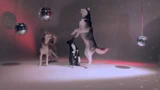Mishka the Talking Husky's First Music Video!