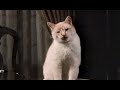 Disney Sunday Movie The Richest Cat In The World Season 30 Ep 6
