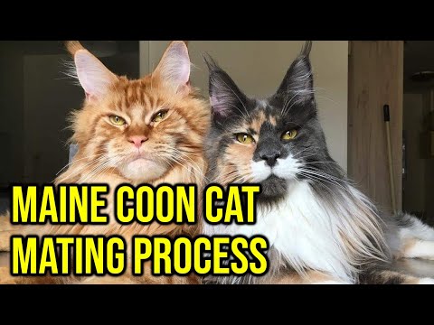 7 Things To Know About Maine Coon Cat Mating Process