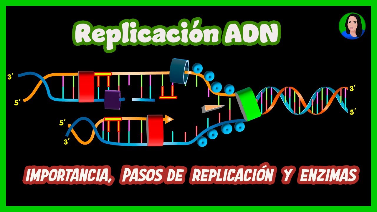 Replicación del ADN | Duplicación |