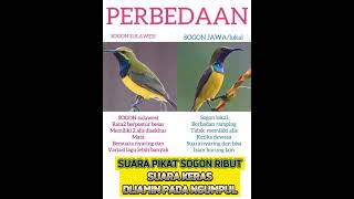 Download lagu Suara pikat sogon ribut || sogon kejepit || 💯 pada ngumpul mp3