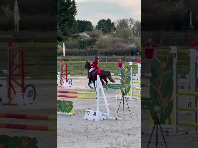 Gelding Origin Recorded For sale 2020 Liver chestnut