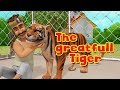 The Grateful Tiger Moral Stories For Kids In English Infobells