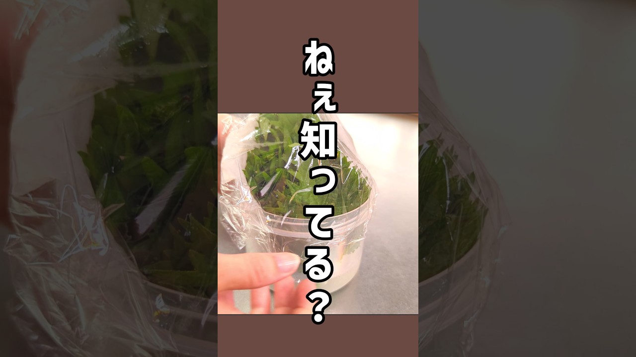 大葉が長持ちする保存方法　#大葉の保存