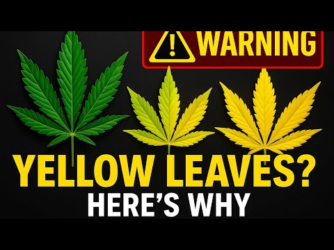 Yellow Leaves = A Warning Sign! What It Means and How to Prevent It