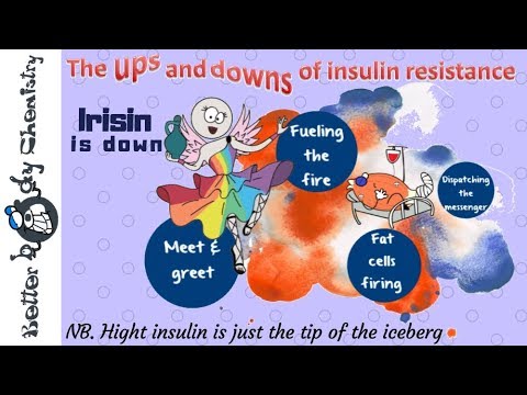 Irisin zsírvesztés, Irisin – a csodatevő hormon