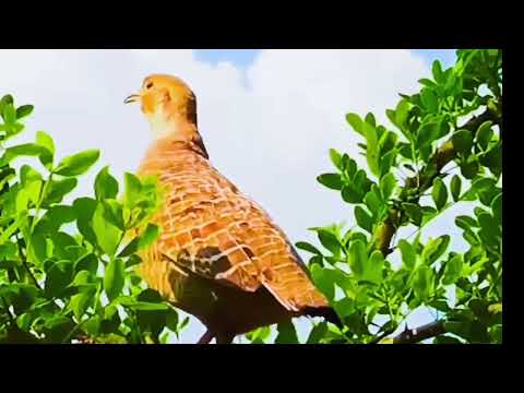 Single Teetar Latest Sound | Teetar Ki Asli Awaz 2026 🐦