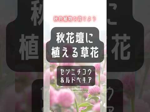 秋冬に最適な植物 プランター メンテナンスフリーの多年草 常緑の花 バルコニーの窓の端