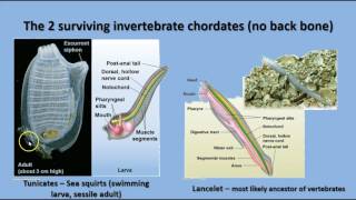 Unit 14 - Echinoderms and Chordates