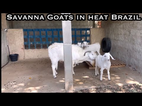 Female savanna goats in heat - Brazil (Cabritas fêmeas Savanna no cio).