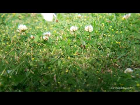 Gah choun pyawan geate .