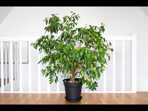 The houseplant that lasts: properly care for and understand Ficus benjamina