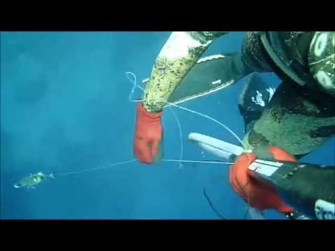 Spearfishing - Midday Break