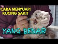 cara menyuapi kucing yang lagi sakit