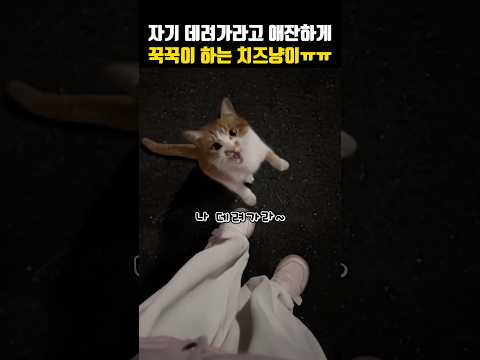 자기 데려가라고 애잔하게 꾹꾹이 하는 치즈냥이ㅠㅠ#고양이 #길냥이