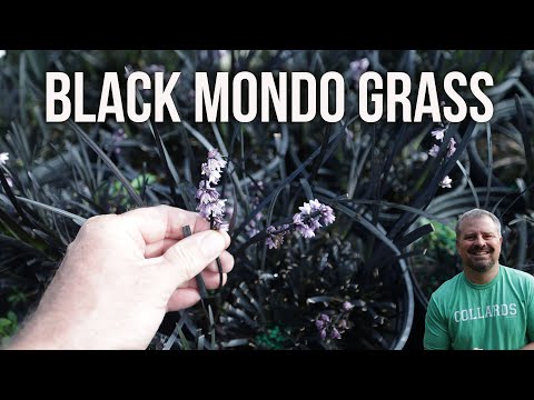 Black Mondo Grass - Ophiopogon planiscapus 'Nigrescens'