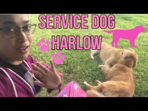 YouTube video about: What happened to helper dog harlow?