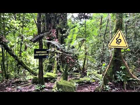 Turismo rural en San José de Rivas, Pérez zeledon,sendero los gigantes ⛰️🇨🇷🍃🐾