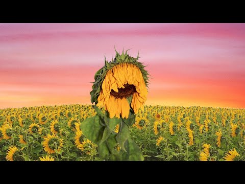 Lil Puro - Flower Child