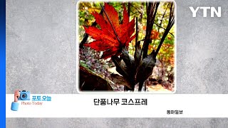 [포토오늘] 단풍나무 코스프레  / YTN
