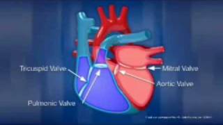 INTRO TO THE CARDIOVASCULAR SYSTEM.wmv