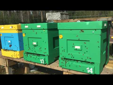 Papabears Buckfast bees 30-03 -17