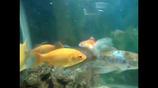Gold Common Goldfish