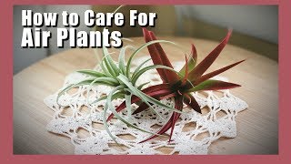Air Plant Care Tillandsia | How to Water Air Plants | Air Plant Care 🌿