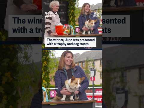 Dogs have paw-some day competing in Scotland's annual Corgi Derby