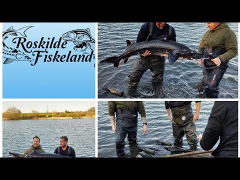 Stør udsætning i Roskilde fiskeland April 2021