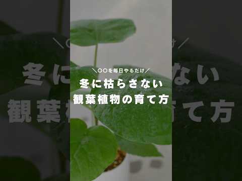 植物を暖めるのに適した冬のベールは何ですか?リーダーに従う ！  庭園