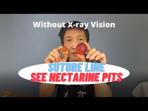 How to See Nectarine Pits Without X-ray Vision