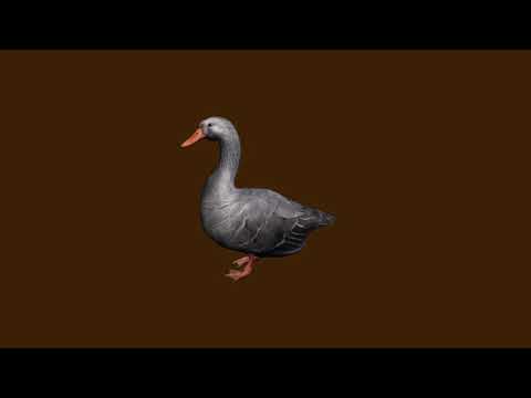 Video thumbnail for Lúdtalp