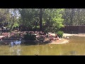 San Diego Safari Park Easter 2017 SOCAL