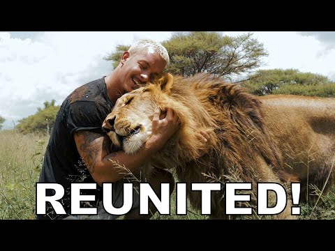 Observa Cómo Este Joven Se Reúne Con Sus Leones