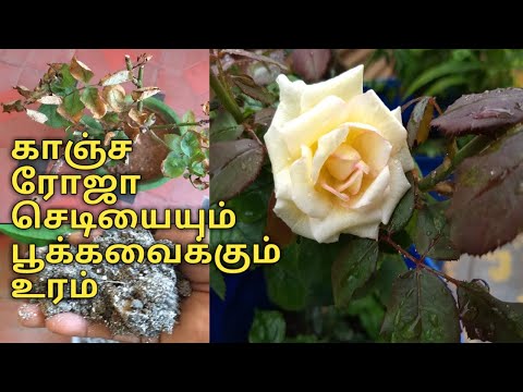 Best way to save the dying Roseplant(treating rose dieback disease) காய்ந்த ரோஜாசெடியை பூக்க வைக்க..