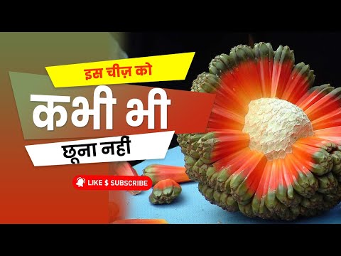 Never Touch This Fruit | Yatharth Talks