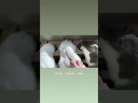 [IG] 191013 BLACKPINK LISA IG STORY