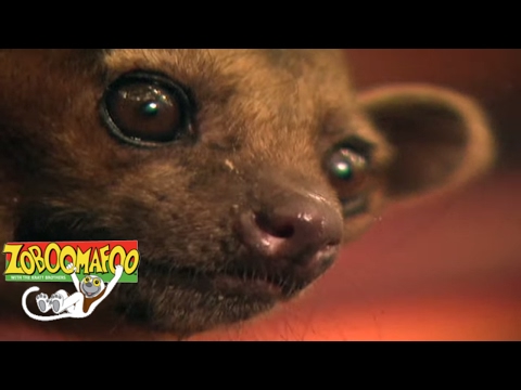 Zoboomafoo 109 - Night time | HD | Full Episode